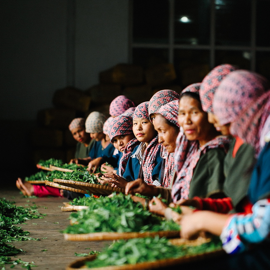 Guranse First Flush Orchidée Sauvage