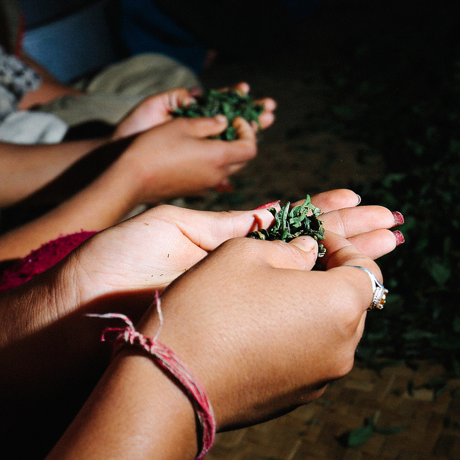 Guranse First Flush Orchidée Sauvage