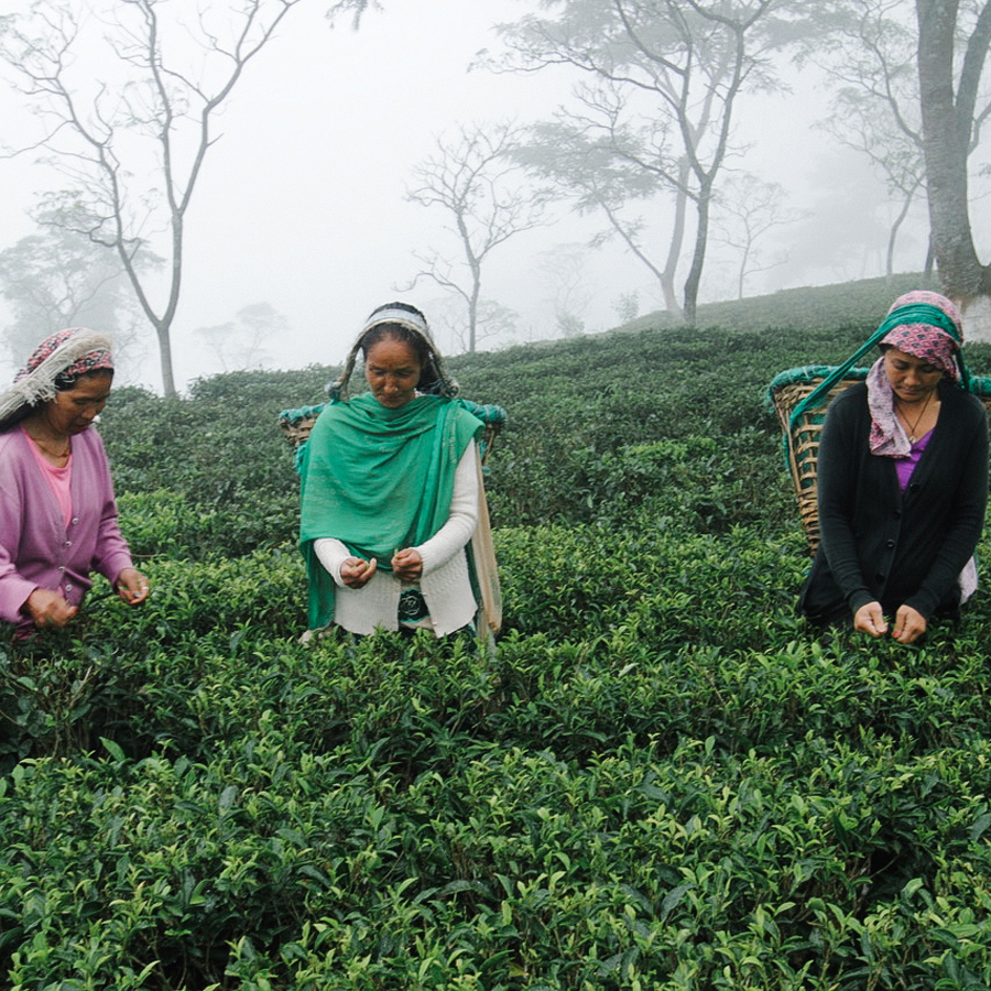 Guranse First Flush Orchidée Sauvage