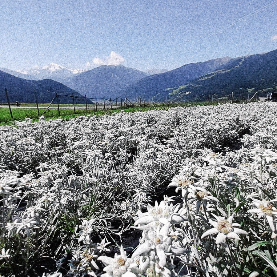 TISANE D'EDELWEISS BIO TISANE D'EDELWEISS BIO