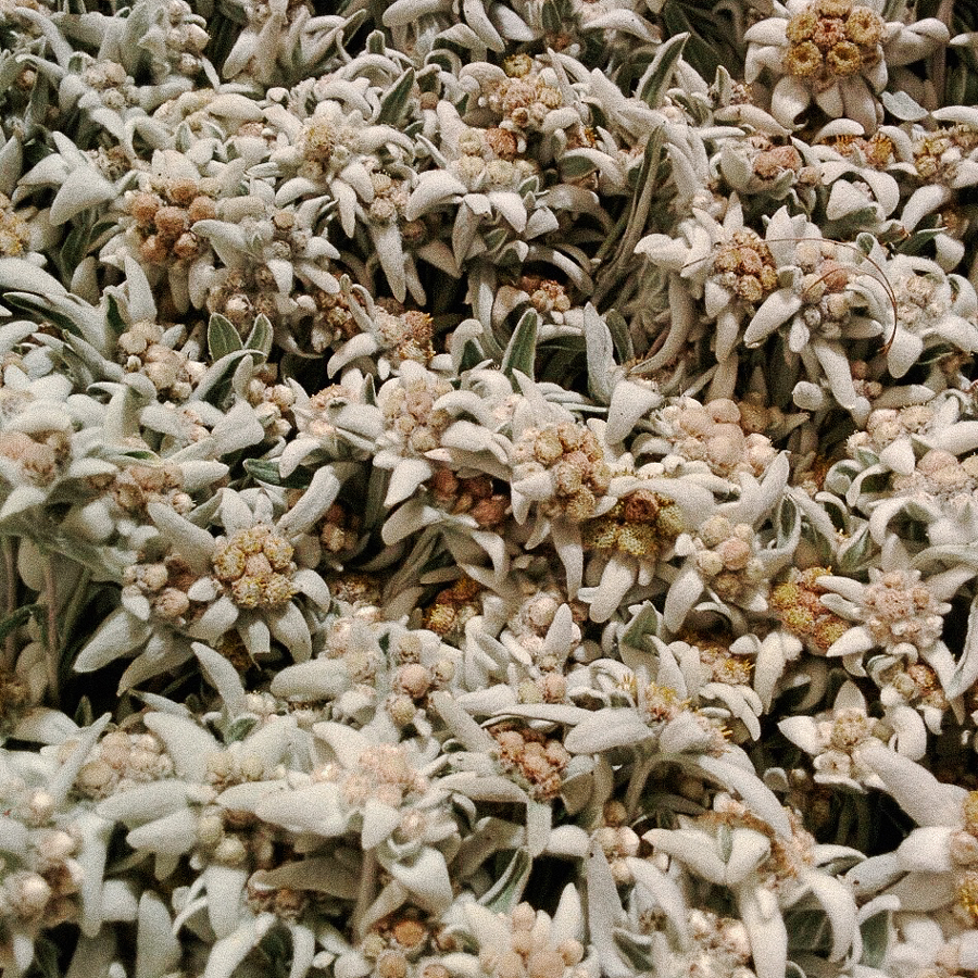 TISANE D'EDELWEISS BIO TISANE D'EDELWEISS BIO