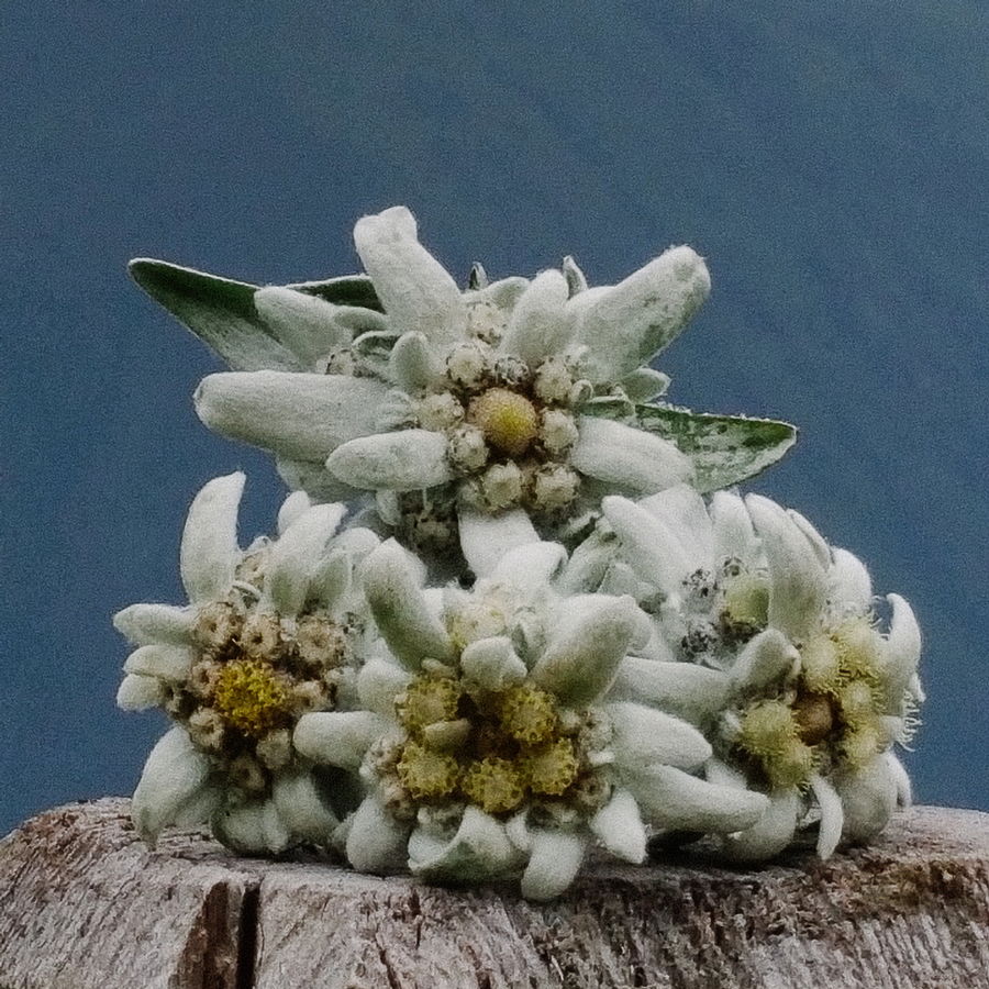 TISANE D'EDELWEISS BIO TISANE D'EDELWEISS BIO