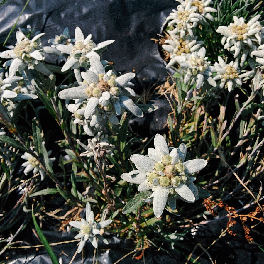 TISANE D'EDELWEISS BIO TISANE D'EDELWEISS BIO
