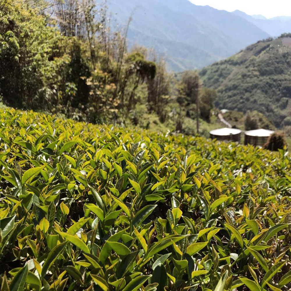 Dong Ding Oolong Classic