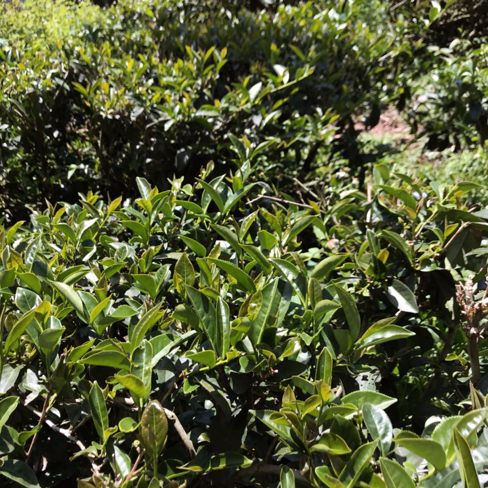 Dong Ding Oolong Classic