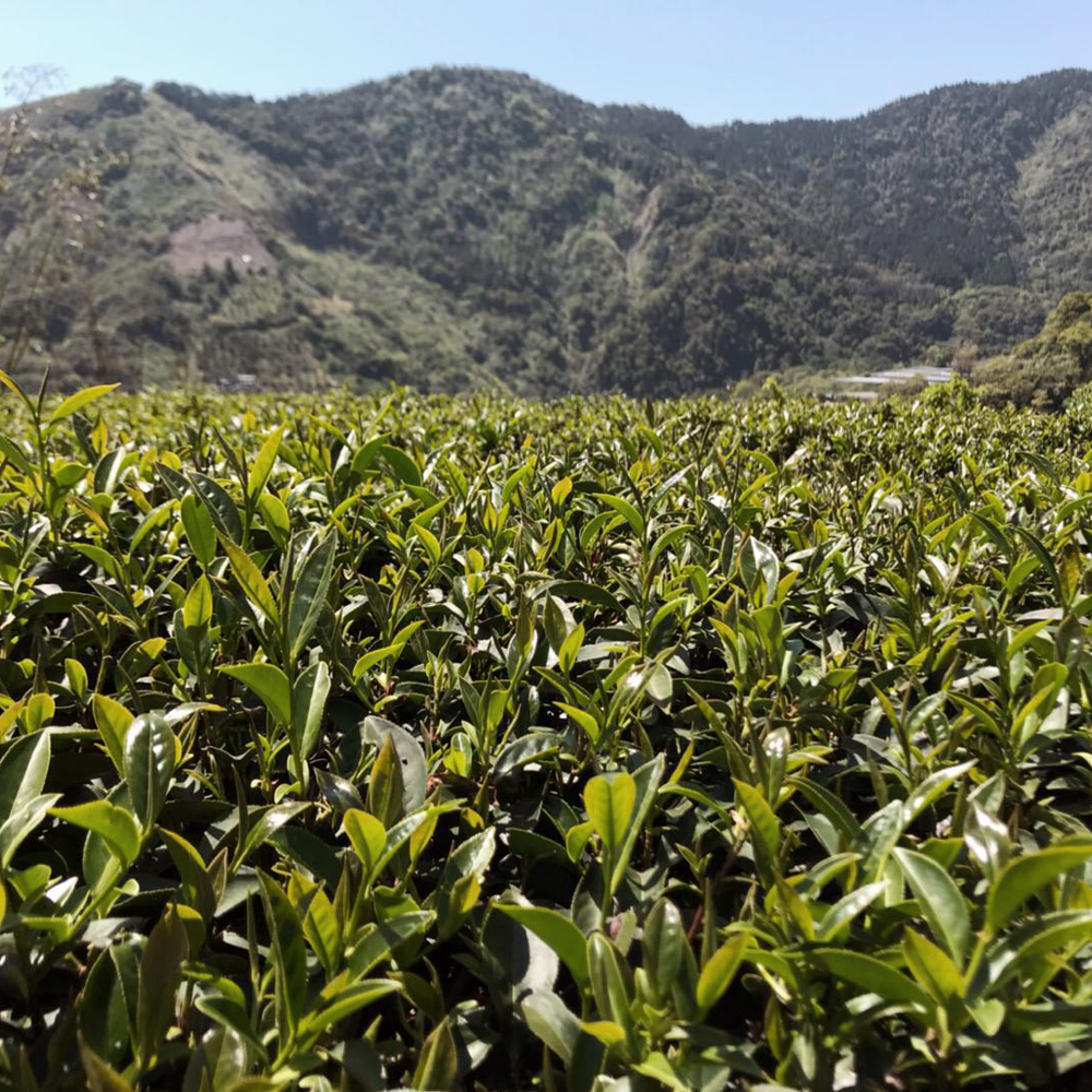 Dong Ding Oolong Classic Dong Ding Oolong Classic