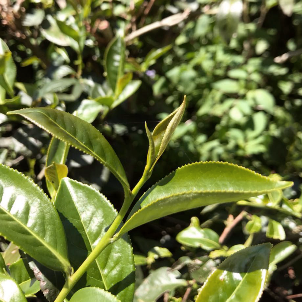 Dong Ding Oolong Classic Dong Ding Oolong Classic