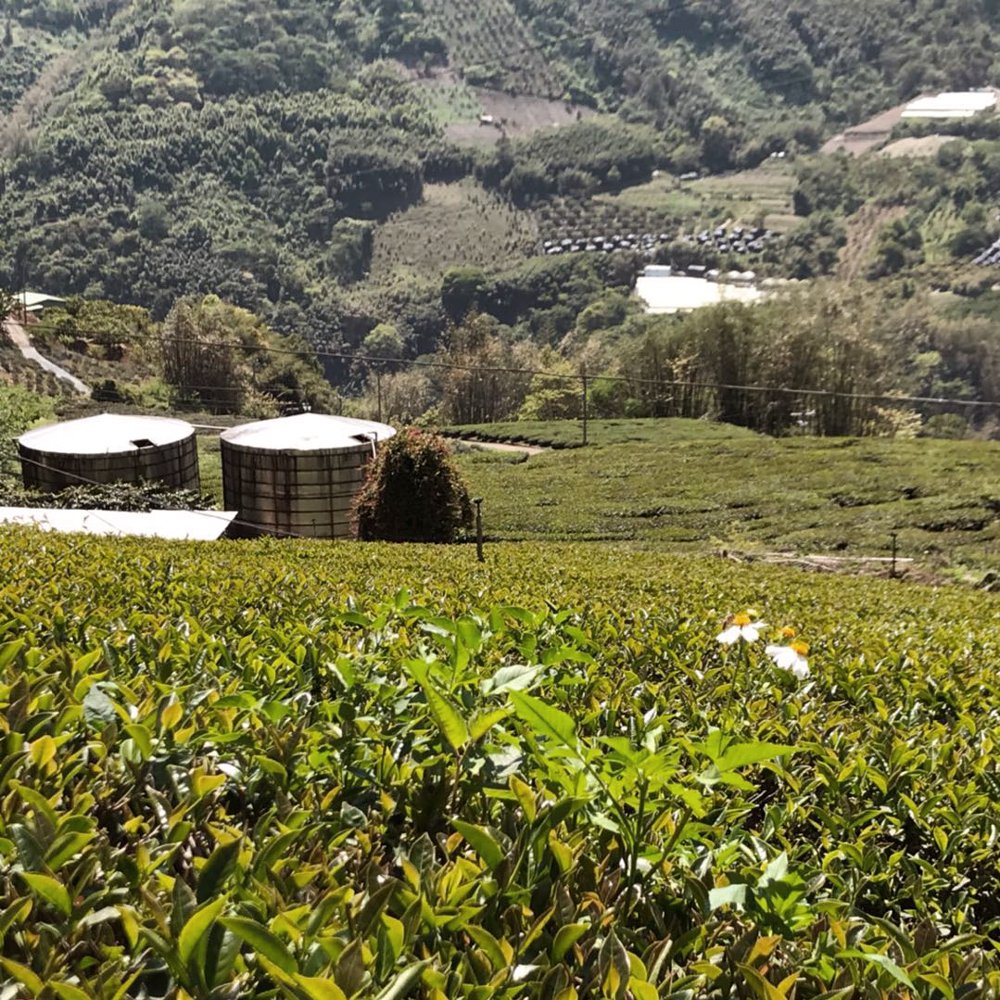 Dong Ding Oolong Classic Dong Ding Oolong Classic