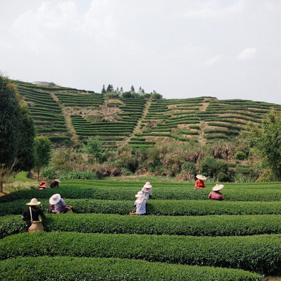 WUYI OOLONG QI LAN FELSENTEE BIO