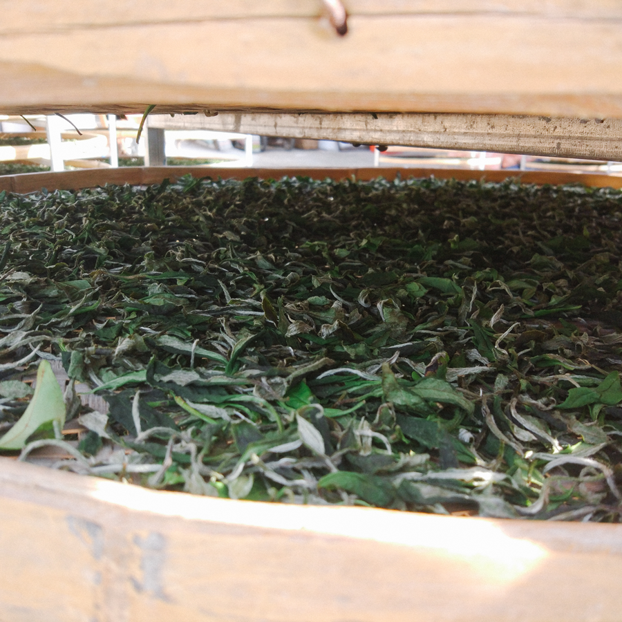 WUYI OOLONG QI LAN FELSENTEE BIO WUYI OOLONG QI LAN FELSENTEE BIO