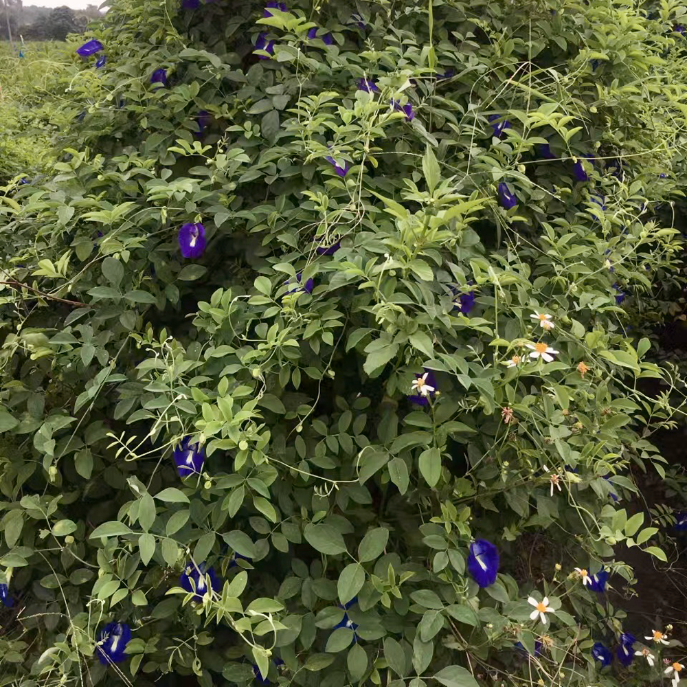 Butterfly Pea Butterfly Pea