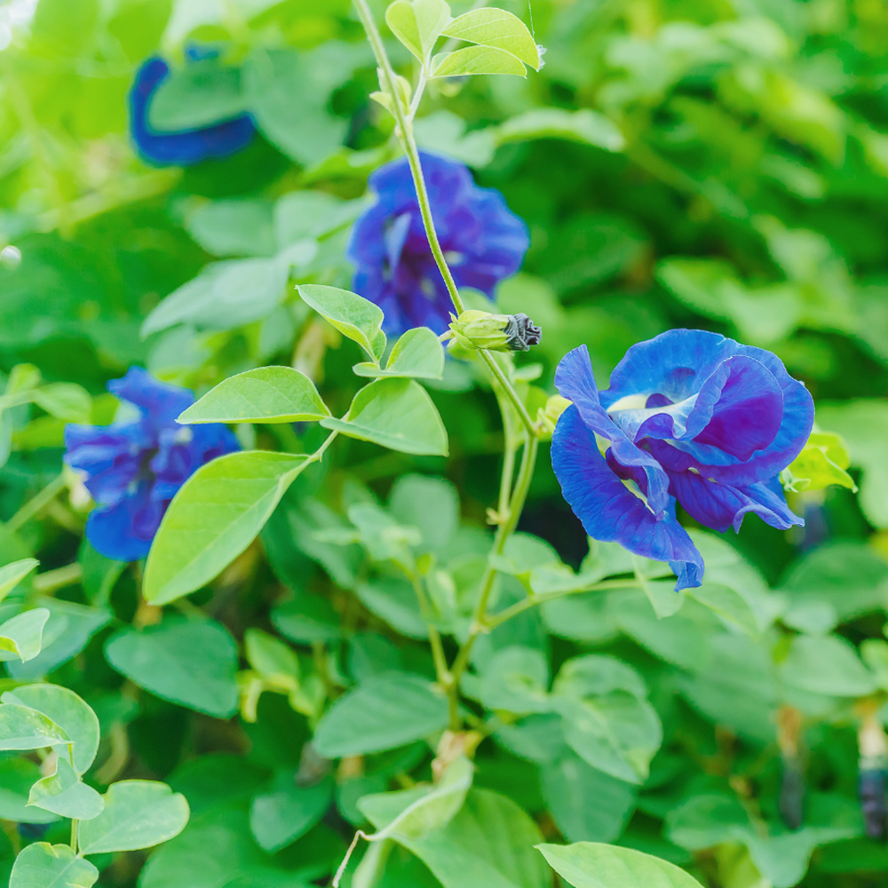 Butterfly Pea Flower Tea Butterfly Pea Flower Tea