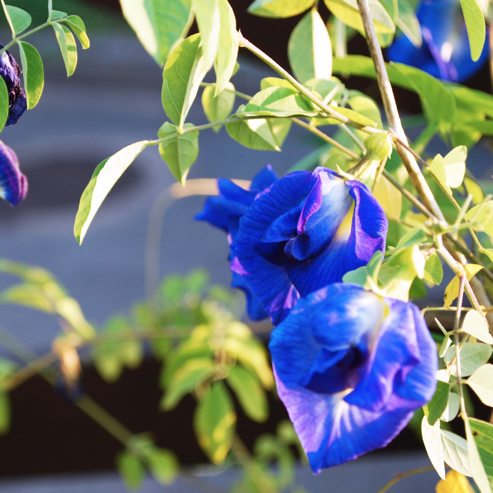Butterfly Pea Flower Tea Butterfly Pea Flower Tea