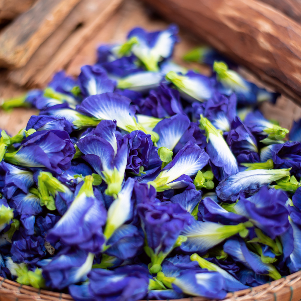 Tisane aux fleurs de Pois Papillon Tisane aux fleurs de Pois Papillon