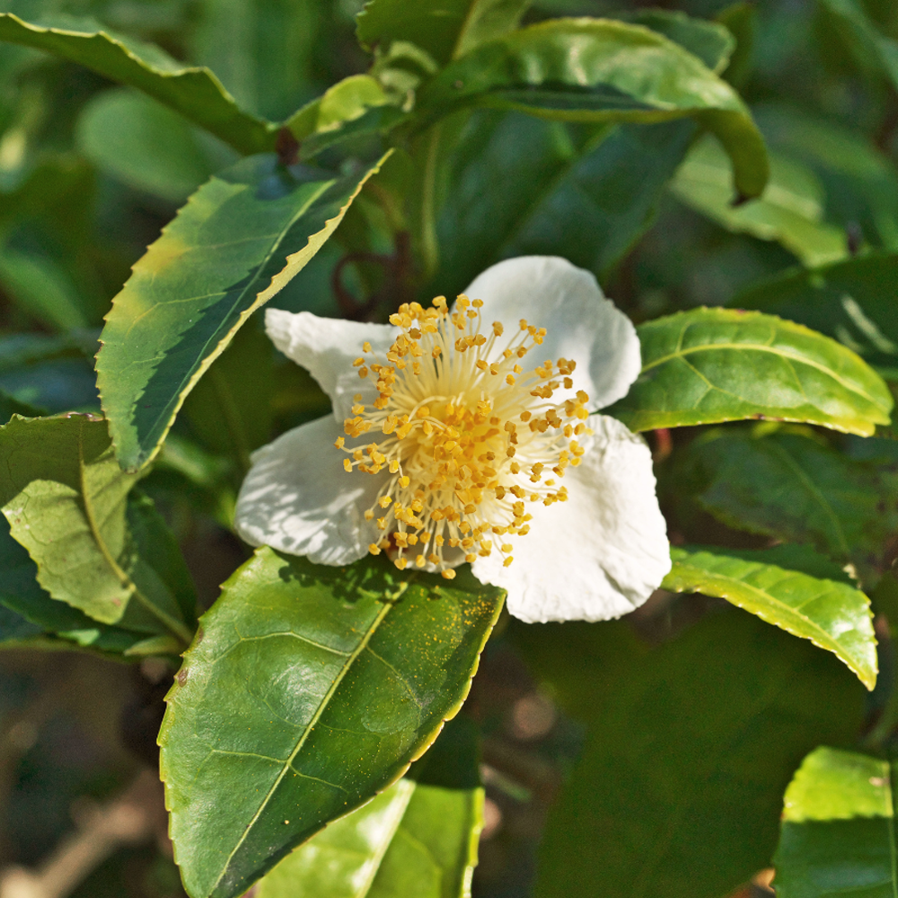 Classic Camellia Flower Tea Classic Camellia Flower Tea