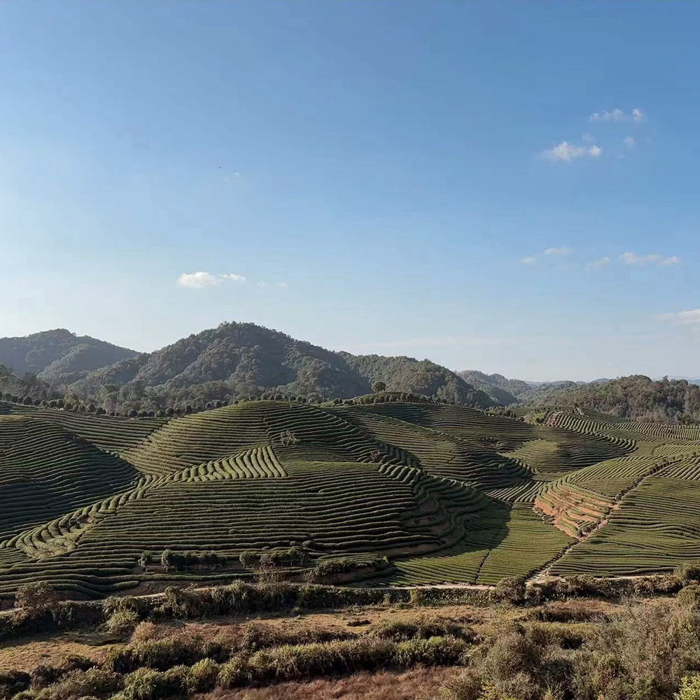 Classic Camellia Flower Tea Classic Camellia Flower Tea