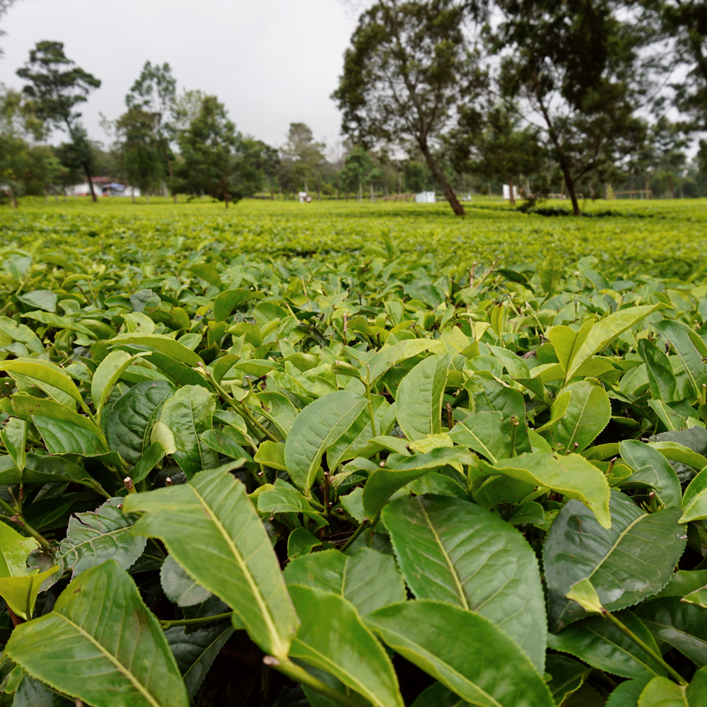 Kenyan Black Kisii Premium Kenyan Black Kisii Premium