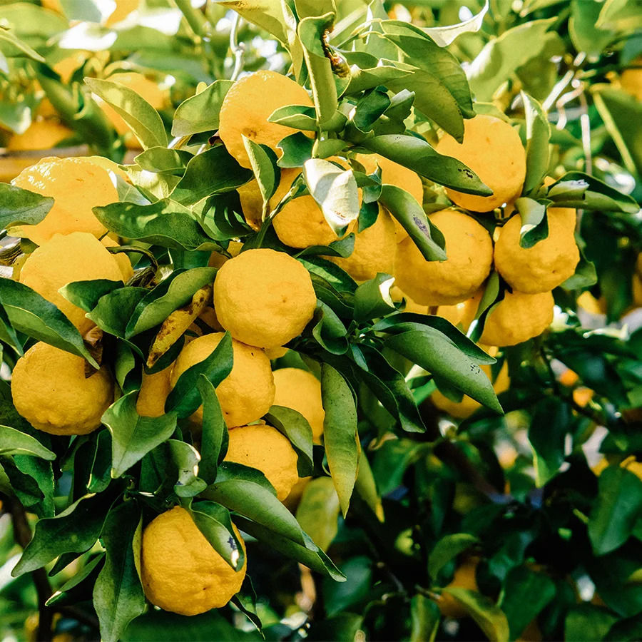 Gyokuro Karigane Yuzu Bio Gyokuro Karigane Yuzu Bio