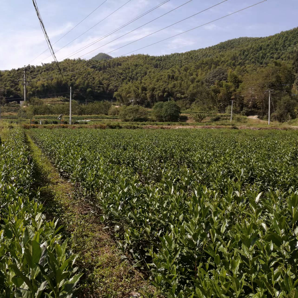 Huo Shan Huang Ya Super Premium sans pesticides 50 g  Huo Shan Huang Ya Super Premium sans pesticides 50 g