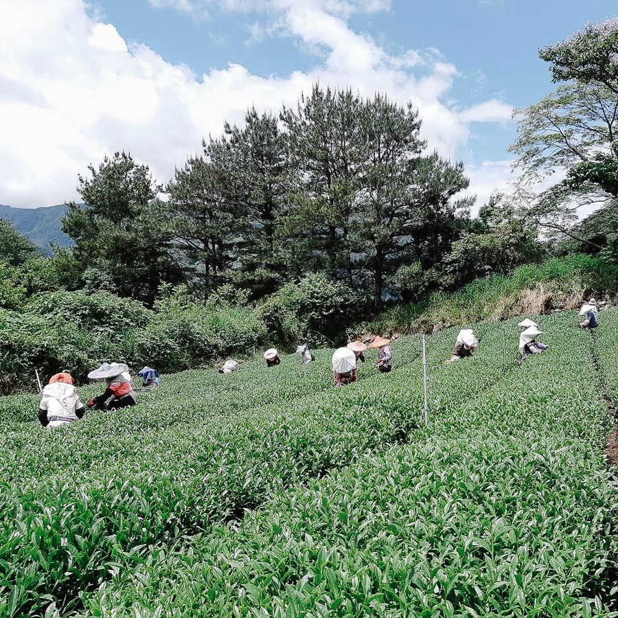 HIGH MOUNTAIN  LI SHAN OOLONG SUPREME PEST.FREE