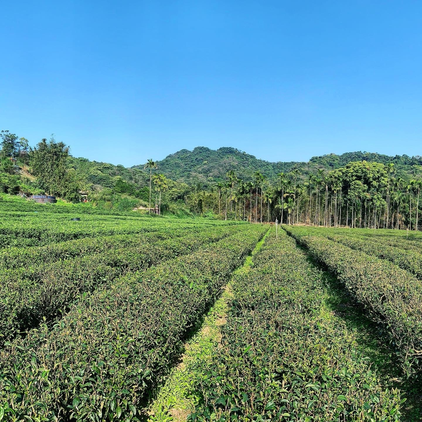 SAN XIA BI LUO CHUN SUPER PREMIUM PEST.FREE SAN XIA BI LUO CHUN SUPER PREMIUM PEST.FREE