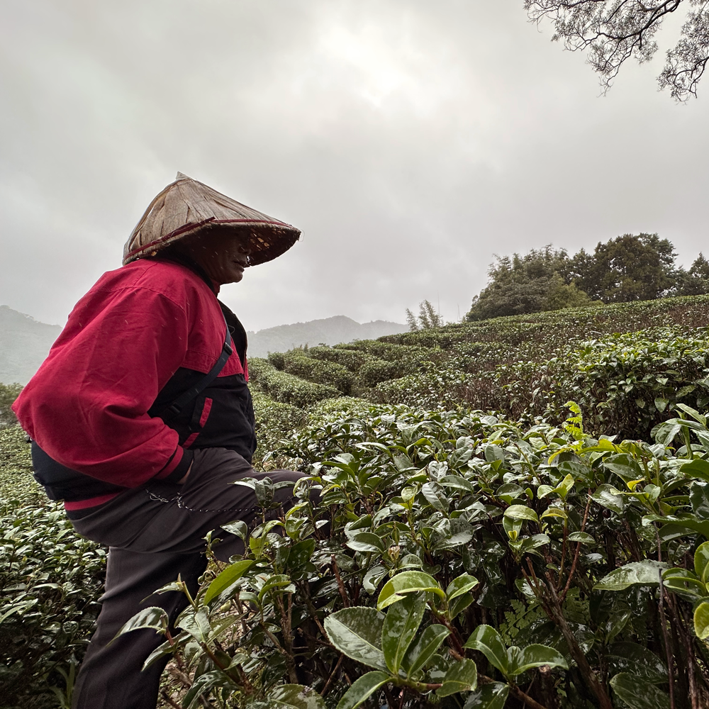 Pinglin Bao Zhong Pest.free farming
