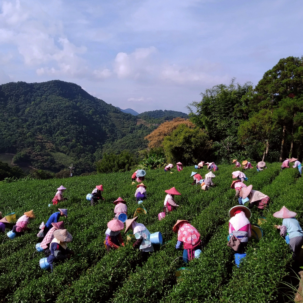 Pinglin Bao Zhong Pest.free farming