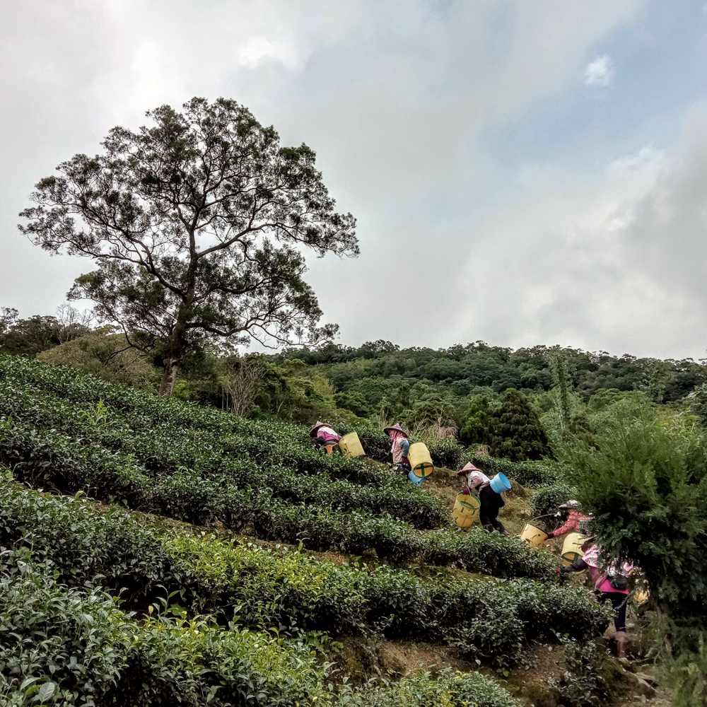 Pinglin Bao Zhong Pest.free farming