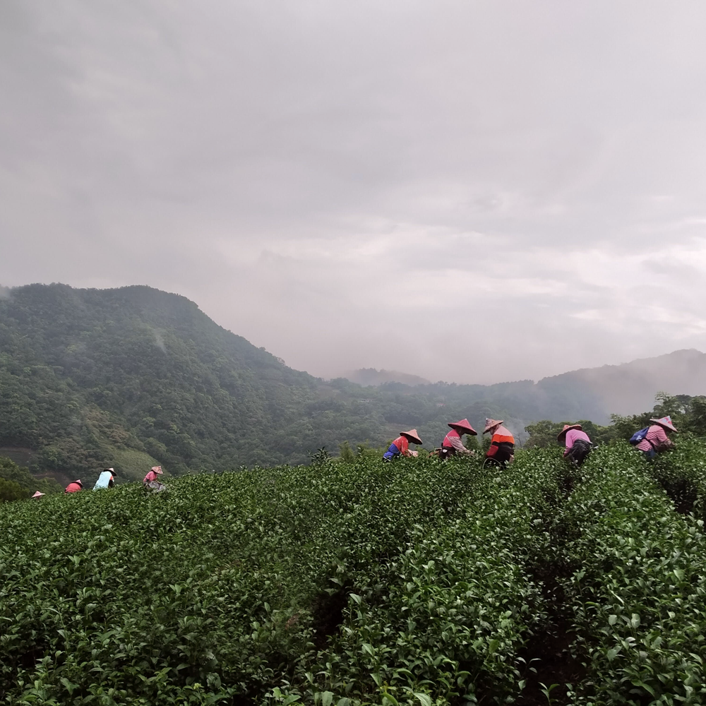 Pinglin Bao Zhong P.Free