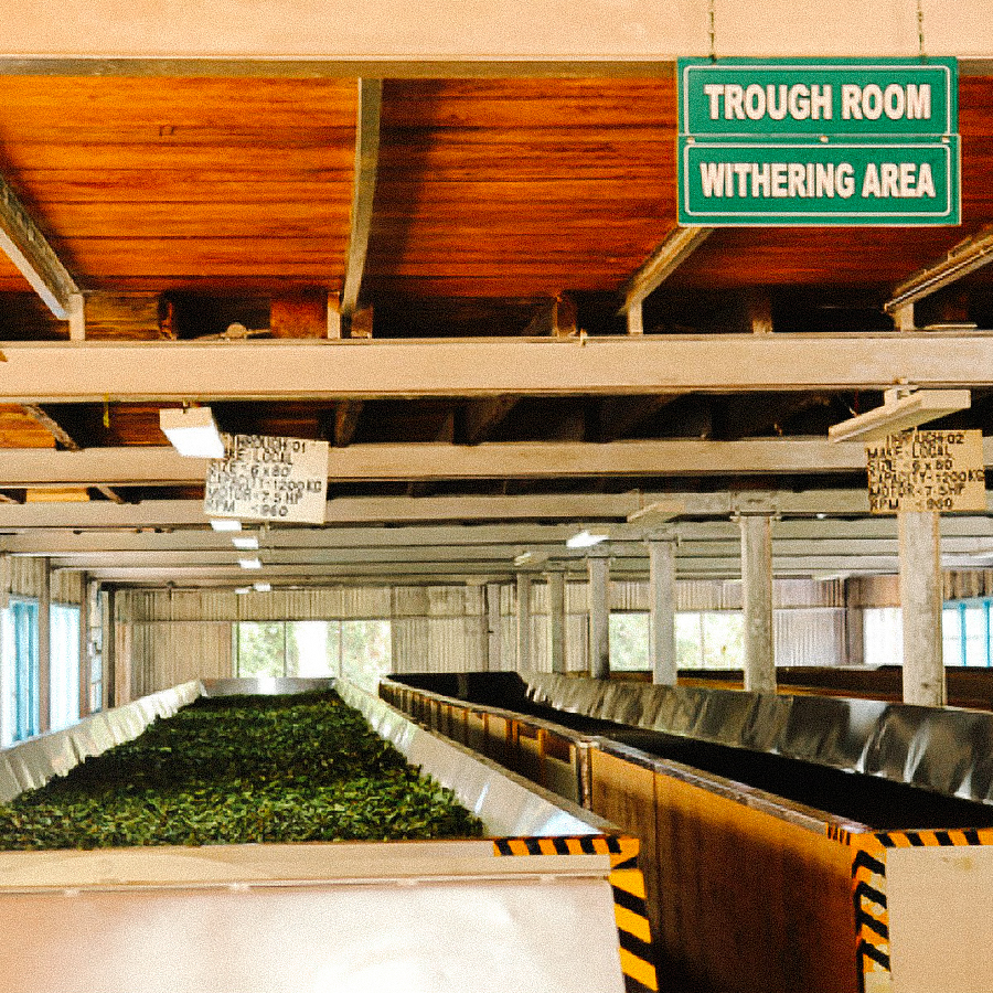 Sittong Darjeeling Second Flush Organic Sittong Darjeeling Second Flush Organic