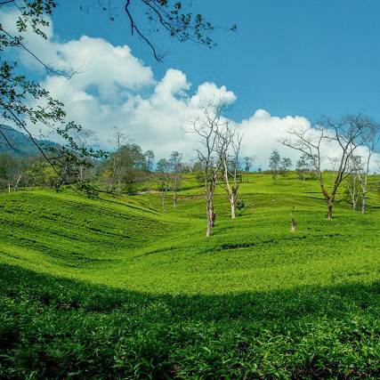 Sittong Darjeeling Second Flush Organic Sittong Darjeeling Second Flush Organic