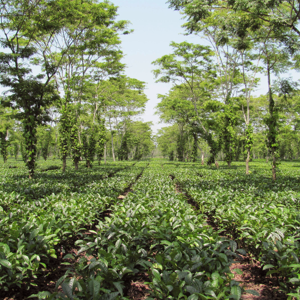 Assam Black Rainy Flush