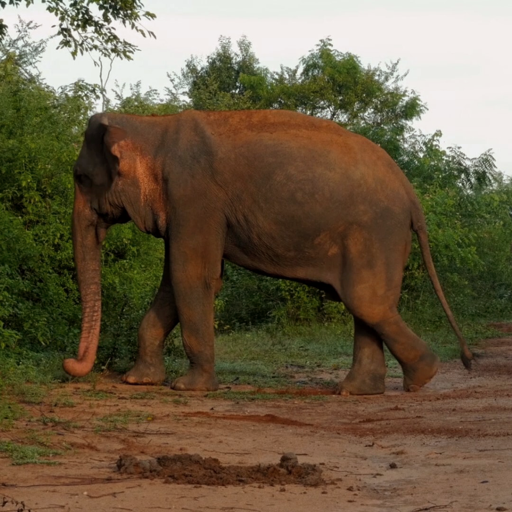 Assam Black Rainy Flush