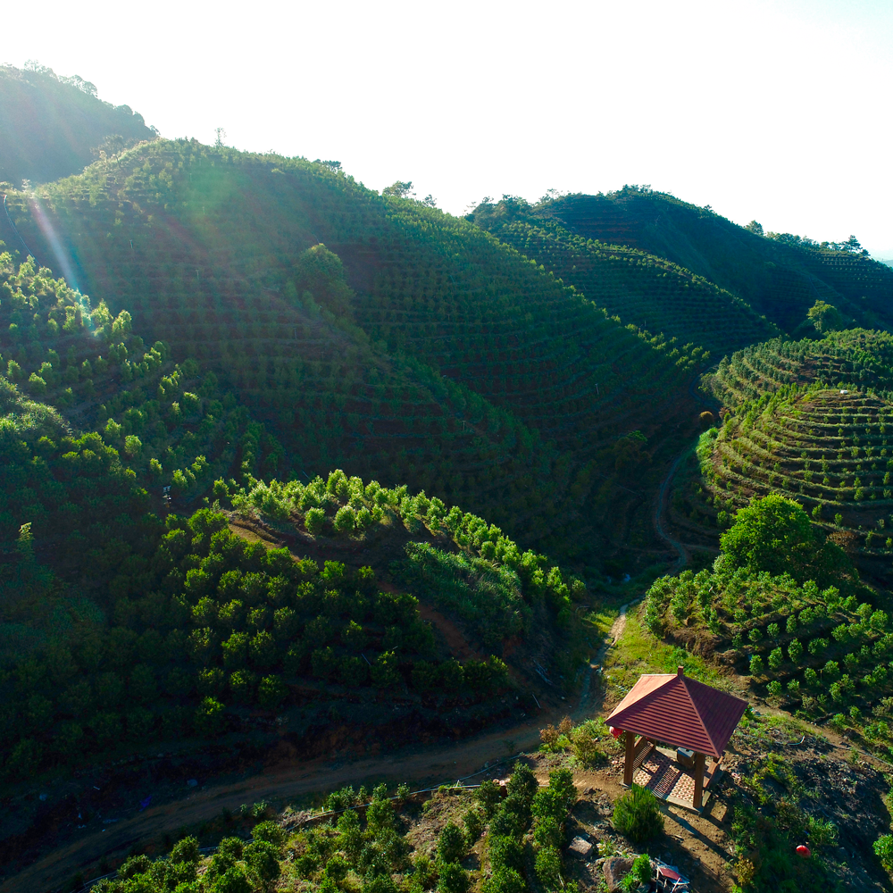 Phoenix Dancong Oolong Xing Ren Xiang