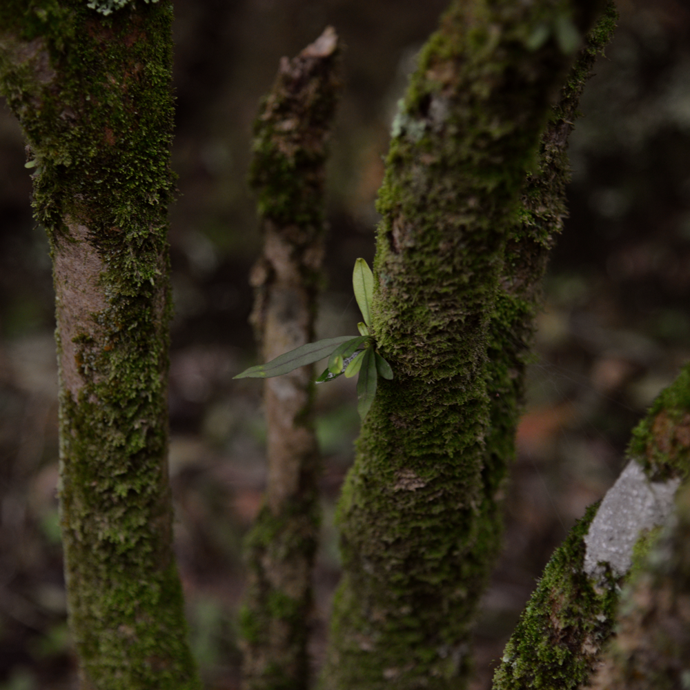 Phoenix Dancong Oolong Xing Ren Xiang