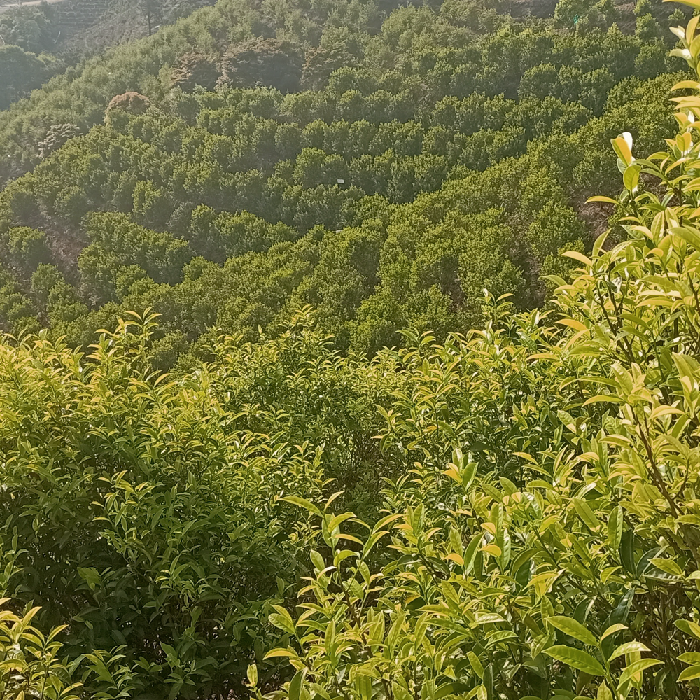 Phoenix Dancong Oolong Xing Ren Xiang