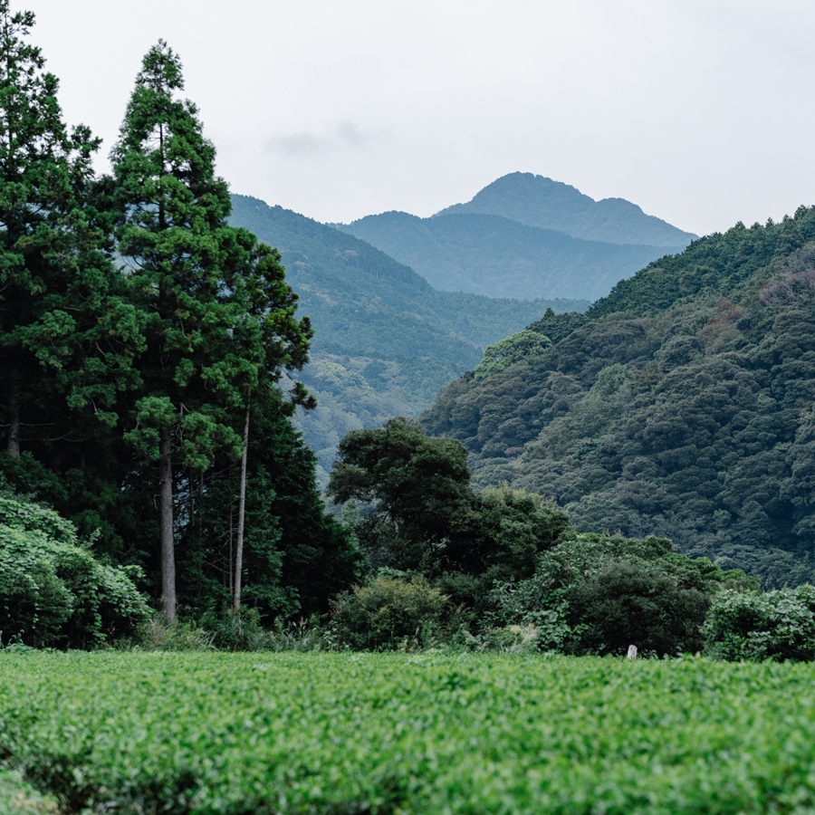 GABA Tea 350 Hirayanagi Organic