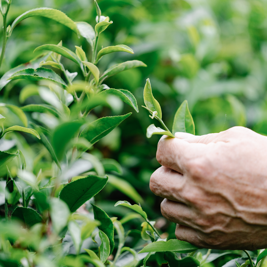 Coffret avantageux thé GABA 350 Hirayanagi bio Coffret avantageux thé GABA 350 Hirayanagi bio