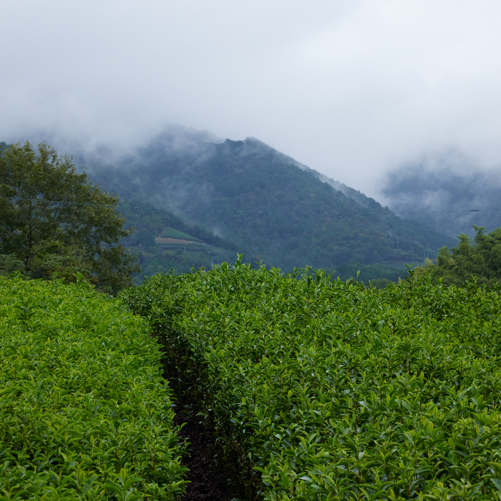 Gyokuro Uji Wazuka Organic