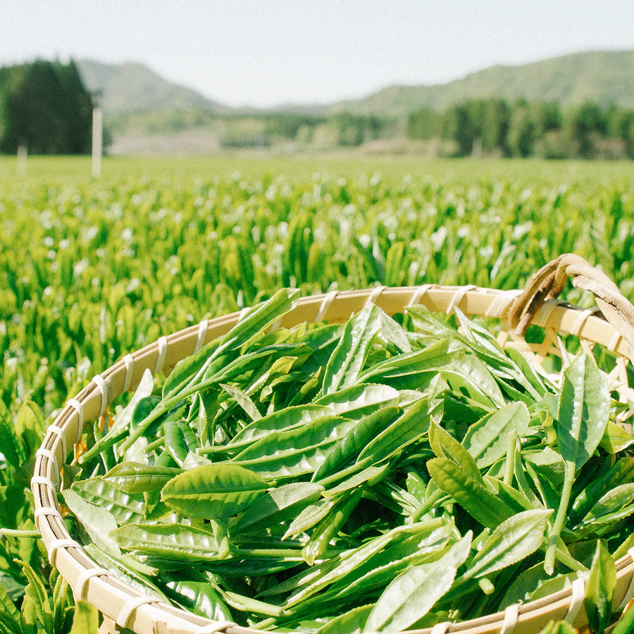 Funmatsucha Shibushi Pest.Free Funmatsucha Shibushi Pest.Free