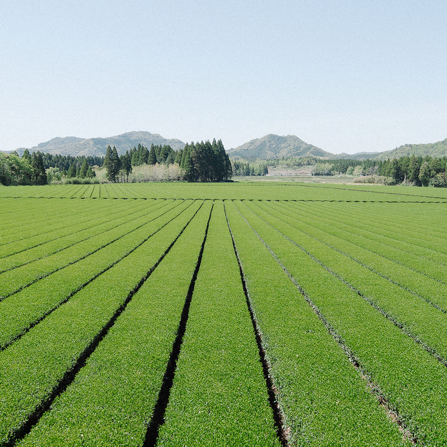 Sencha en poudre Tokusen sans pesticides Sencha en poudre Tokusen sans pesticides