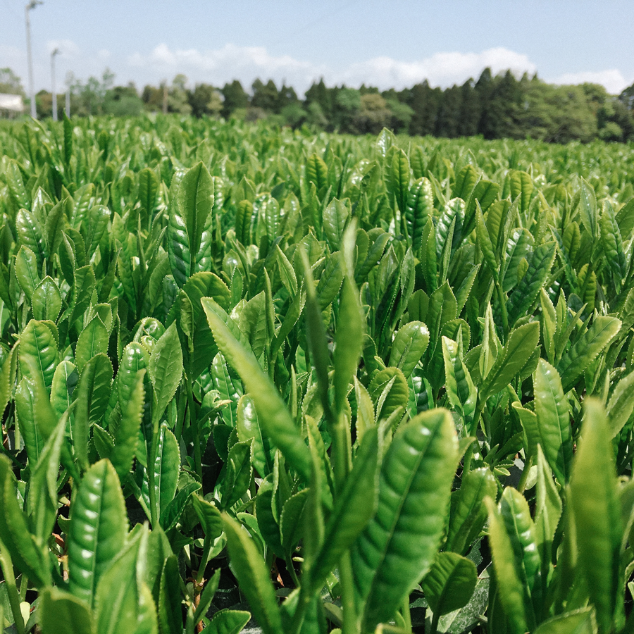 Sencha en poudre Tokusen sans pesticides Sencha en poudre Tokusen sans pesticides