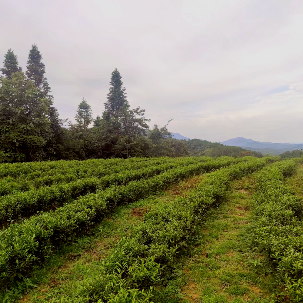 Classic Oolong Fujian Tie Guan Yin Dark Roasted Organic