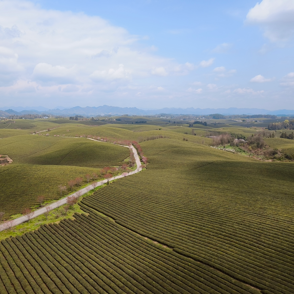 Fujian Sencha Premium Bio