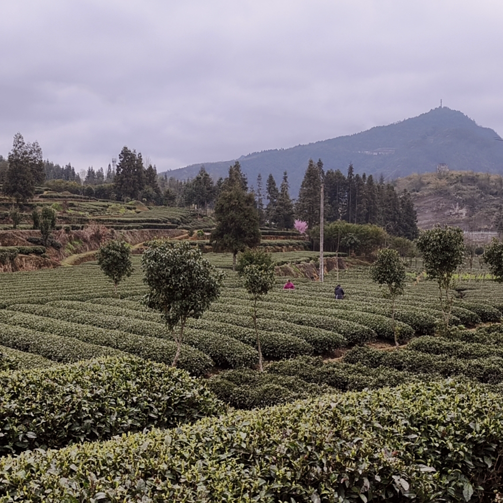 Fujian Sencha Premium Organic Fujian Sencha Premium Organic