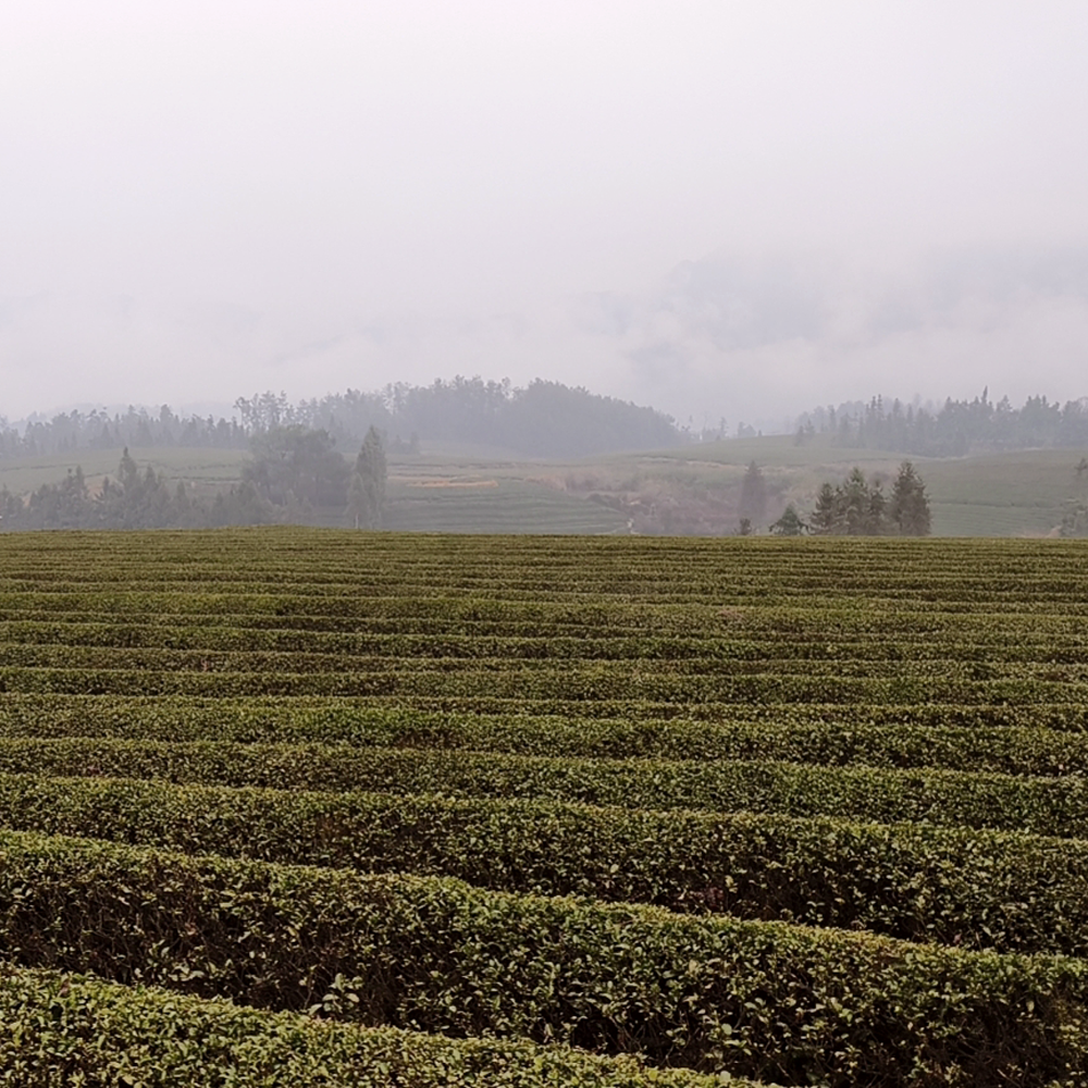 Sencha Fujian Premium bio
