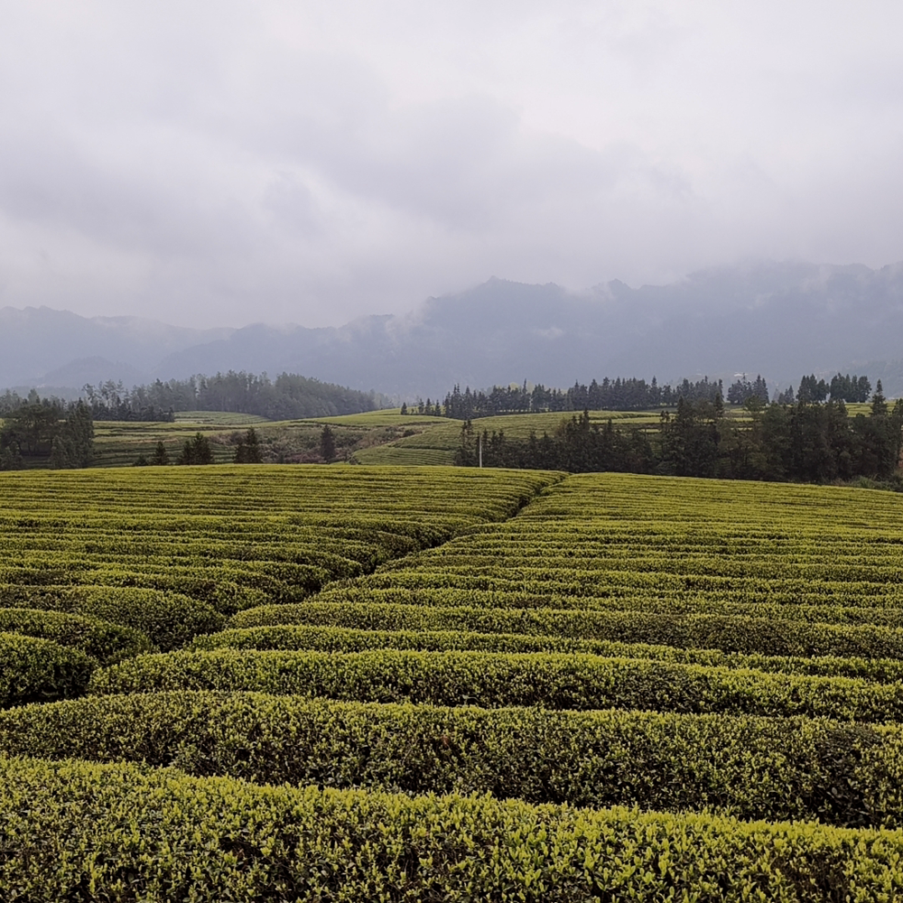 Sencha Fujian Premium bio
