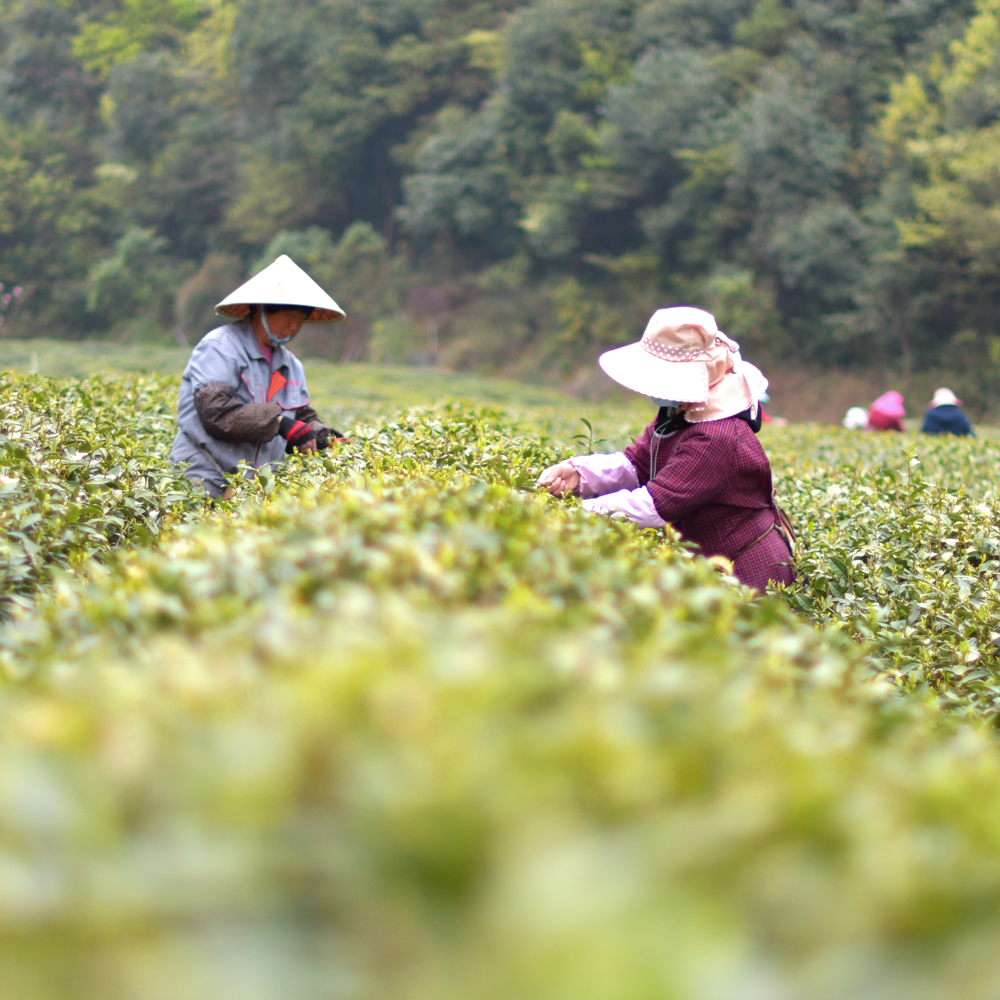 Organic Zhejiang Sencha Premium