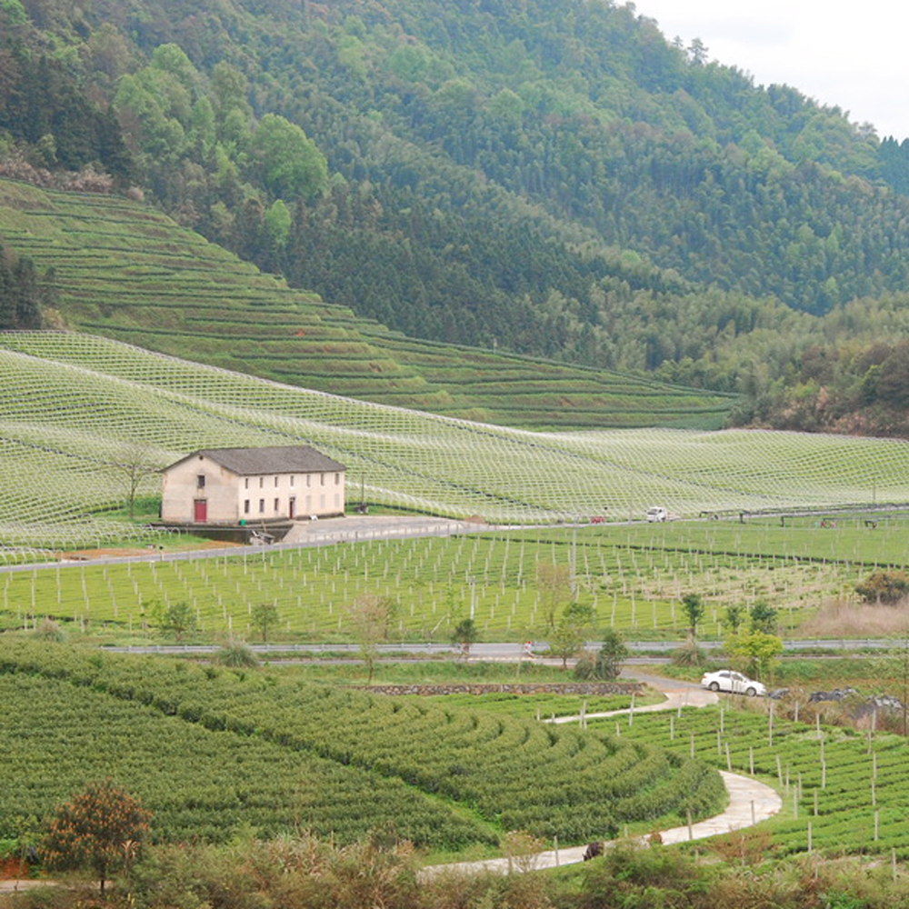 Sencha Zhejiang Premium bio Sencha Zhejiang Premium bio