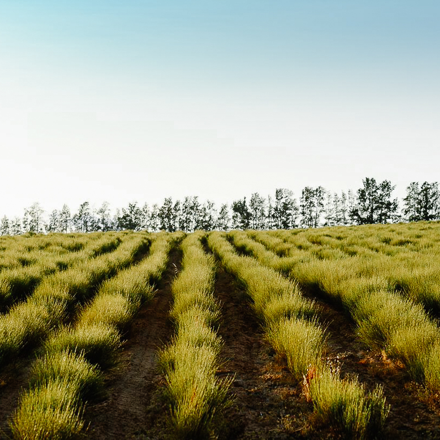Organic Green Rooibos Tea Long Cut